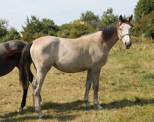 ORCHIDEE DE CAROLLES à vendre