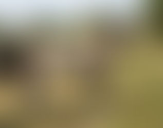 ORCHIDEE DE CAROLLES à vendre