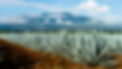 Desert Plants_edited.jpg