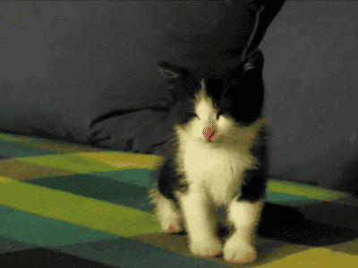 gatito