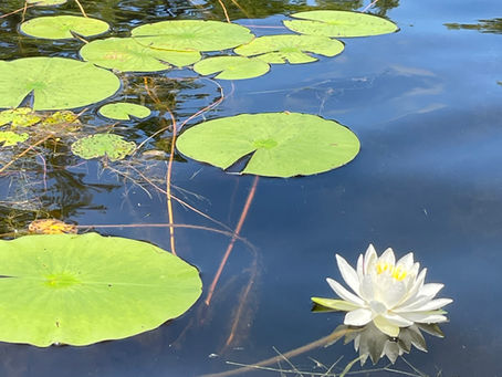 Mastering Watercolor Techniques for Painting Stunning Water Lilies