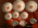 DSCF0503.JPG