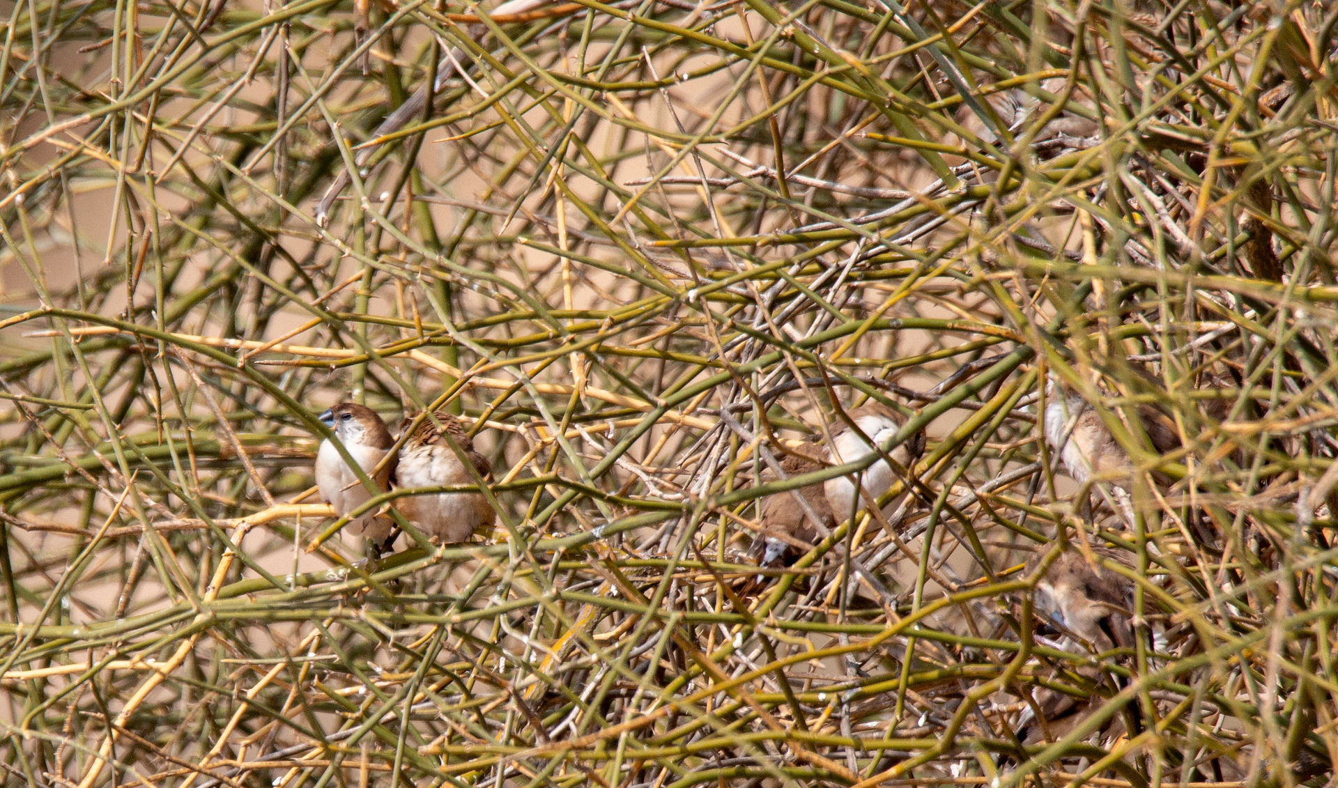 Indian Silverbill