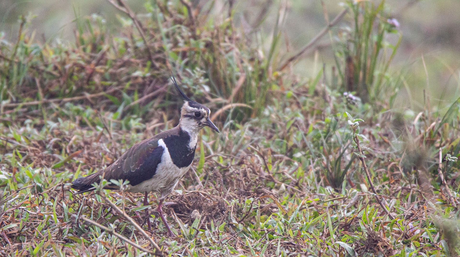 Northern Lapwing