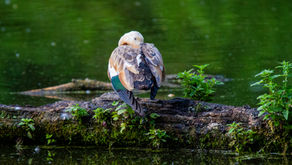 The German Diaries: North Rhine-Westphalia