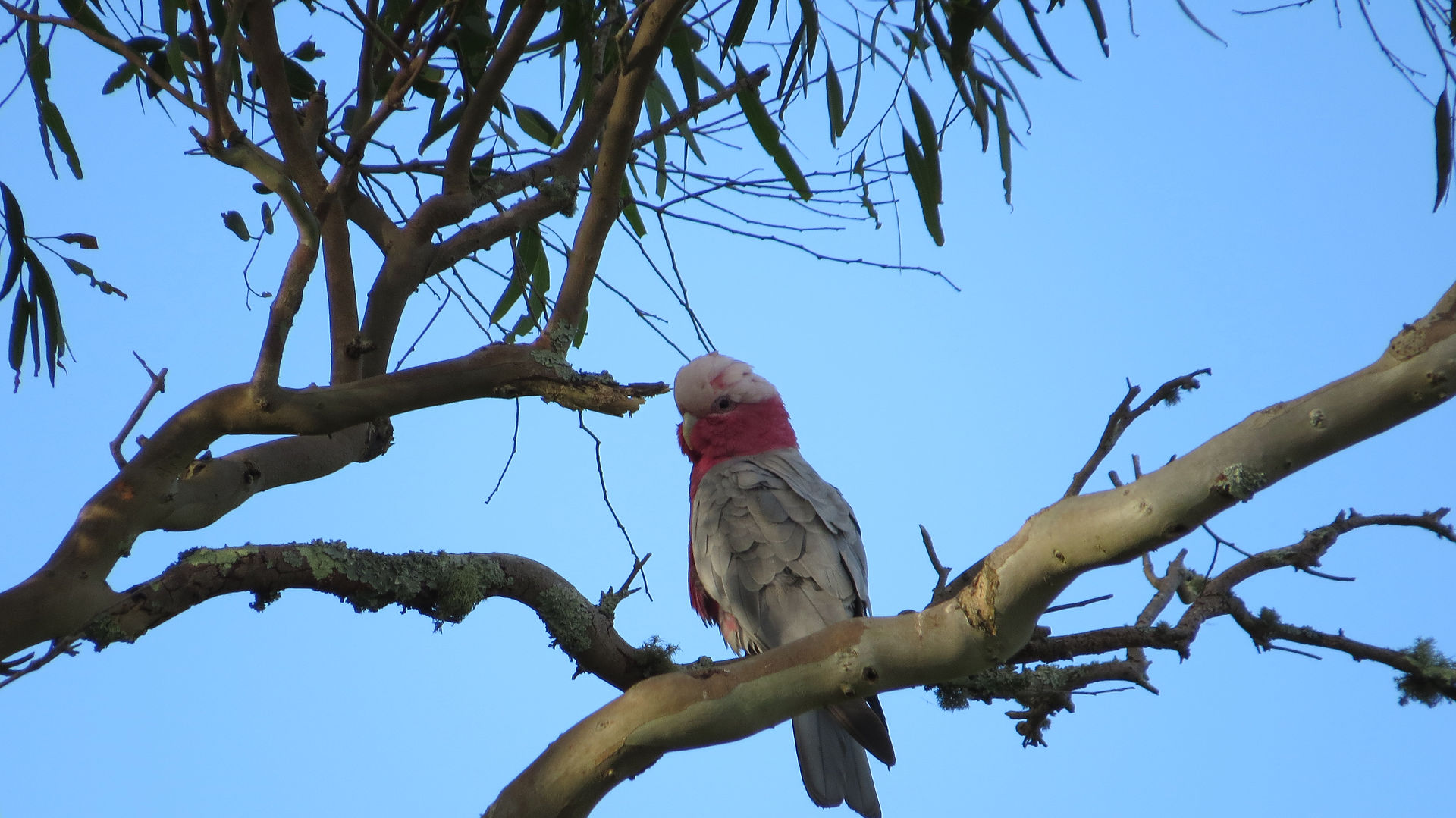 Galahs (self introduced)