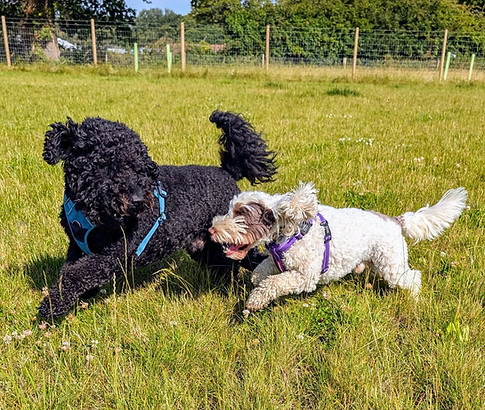 Max the Labradoodle and Eddie the Cockapoo playing together in the sunshine at the secure dog park — happy dogs, happy days at Wagging Trails.