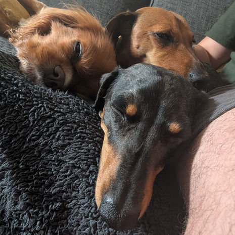 Three small dogs sleeping closely together on a sofa at Wagging Trails.