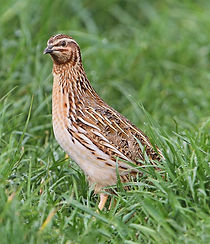Quail