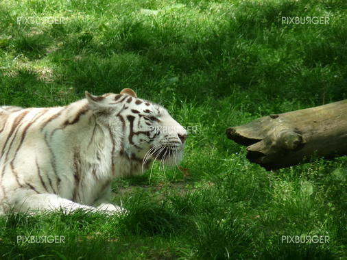 Tigre Blanc