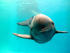 Conservation Consciousness: Yangtze Finless Porpoise 
