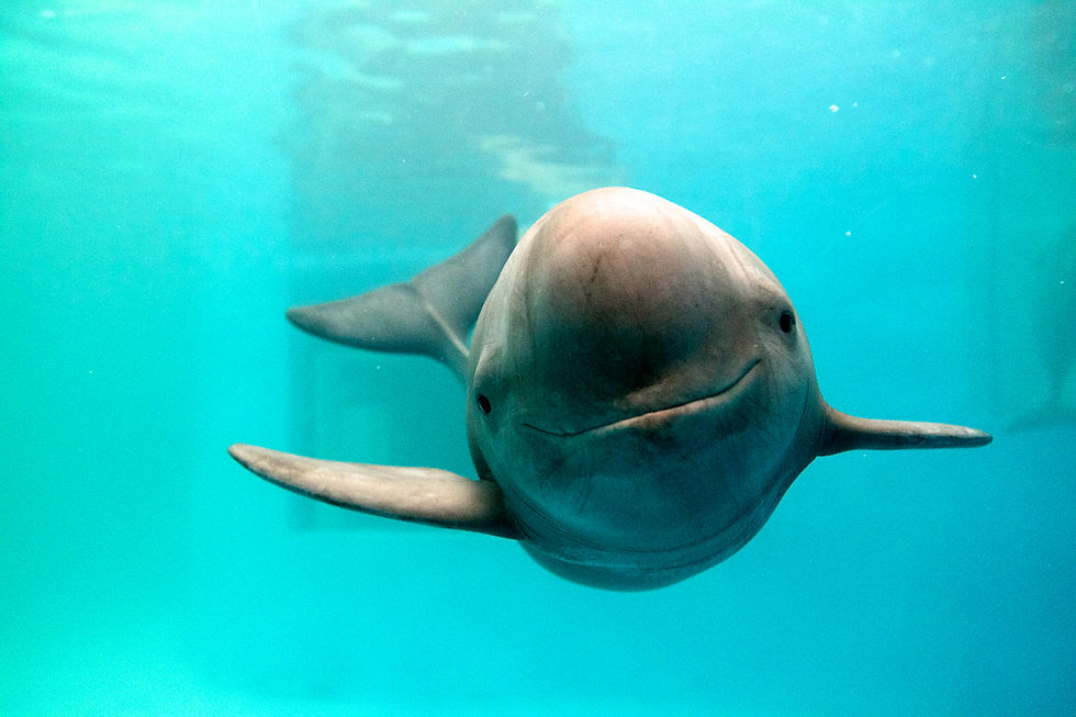 Conservation Consciousness: Yangtze Finless Porpoise