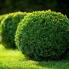 boxwood-bushes.jpg