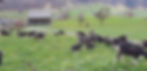 IMG-20230414-WA0006