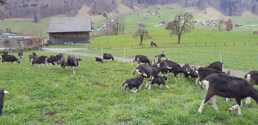 IMG-20230414-WA0006