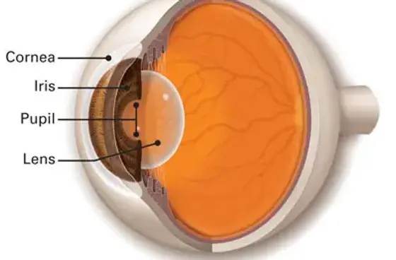 Cornea-Iris-Lens-Pupil-Optimized.webp