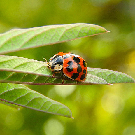こんなところにナミテントウ！