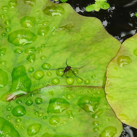 シマアメンボ発見！！
