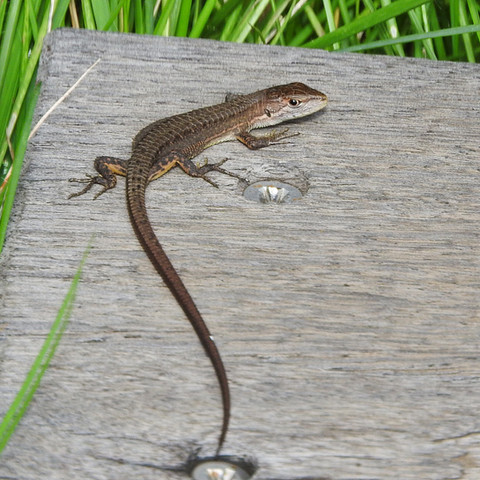 カナヘビが日光浴！