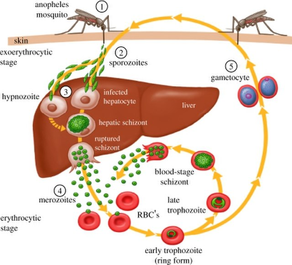 Malaria Vaccine: How It Works
