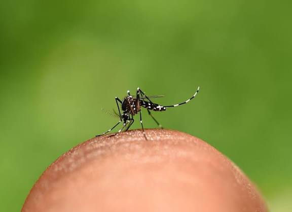 Ribeirão Preto confirma mais de 21 mil casos de dengue em 2025