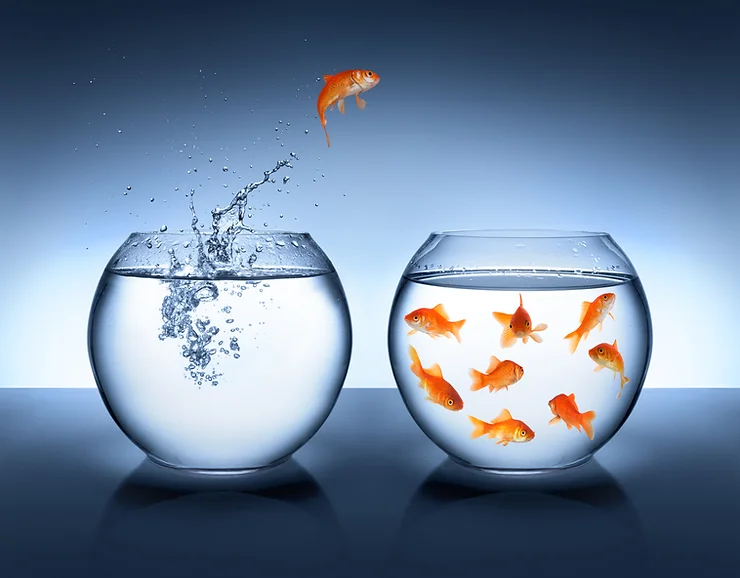 Fish jumping in other bowl