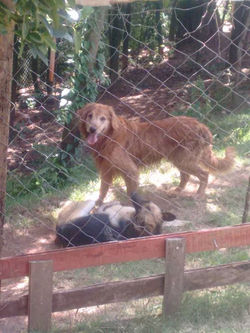 Carlito e Ariél...só amor!