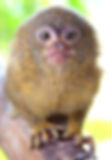 Pygmy Marmoset