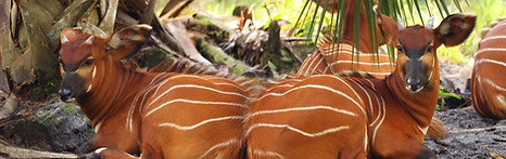 Mountain Bongo Antelope at RSCF