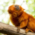 Golden Lion Tamarin