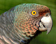F SISS PORTRAIT PCRC_edited.jpg
