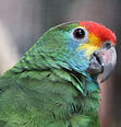 Red-browed Amazon