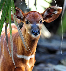 Bongo Antelope Calf