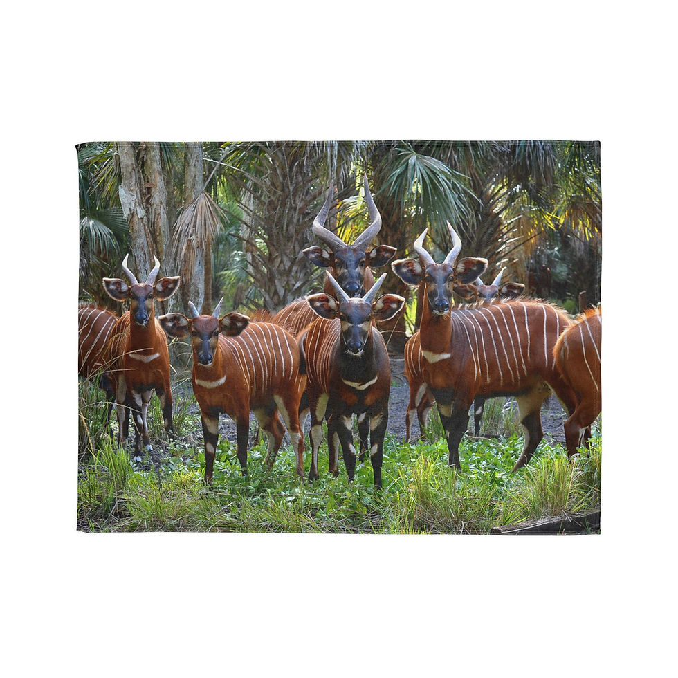 Thumbnail: Bongo Antelope Photo Blanket — Wildlife Safari Throw