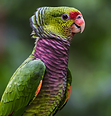 Vinaceous Amazon