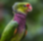 Vinaceous Amazon Parrot