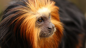 Golden-headed Lion Tamarin