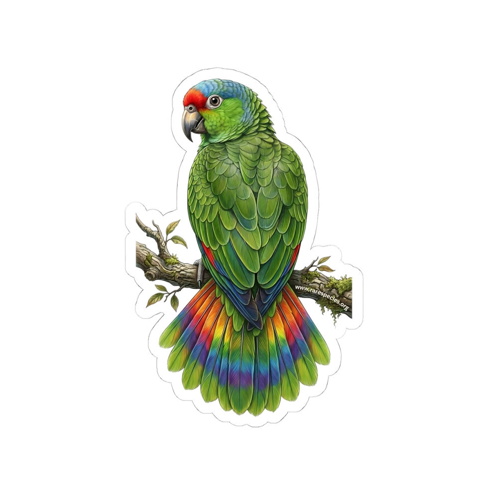 Thumbnail: Rainbow Red-browed Amazon Parrot Sticker by RSCF