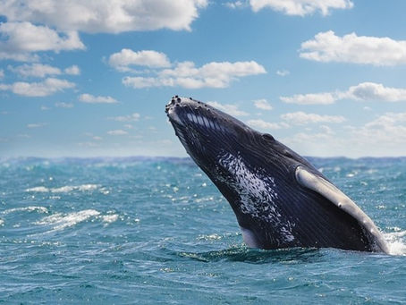 Le grand spectacle des baleines à bosse en République dominicaine : cap sur Samaná avec Viva Resorts by Wyndham