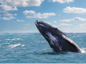 Viva Resorts by Wyndham : Rencontre inoubliable avec les baleines à bosse en République dominicaine