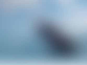 Viva Resorts by Wyndham : Rencontre inoubliable avec les baleines à bosse en République dominicaine