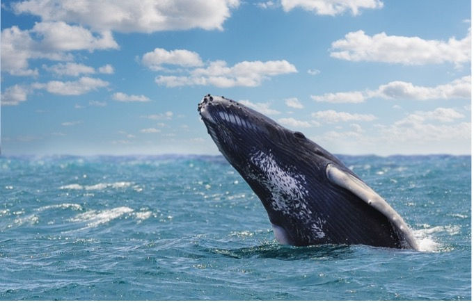 Viva Resorts by Wyndham : Rencontre inoubliable avec les baleines à bosse en République dominicaine