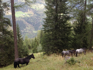 auf der alm :-) im lungau
