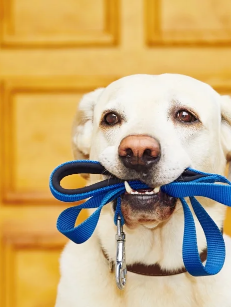 Pawsitively the Best: What to Look for in a Dog Walking Service