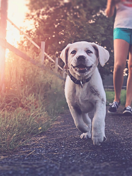 The Ultimate Guide to Dog Walking: Keeping Your Pup Happy and Healthy