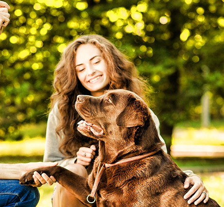 Compassionate Care for Your Dog with Nibbles & Yips, LLC Sitting Services