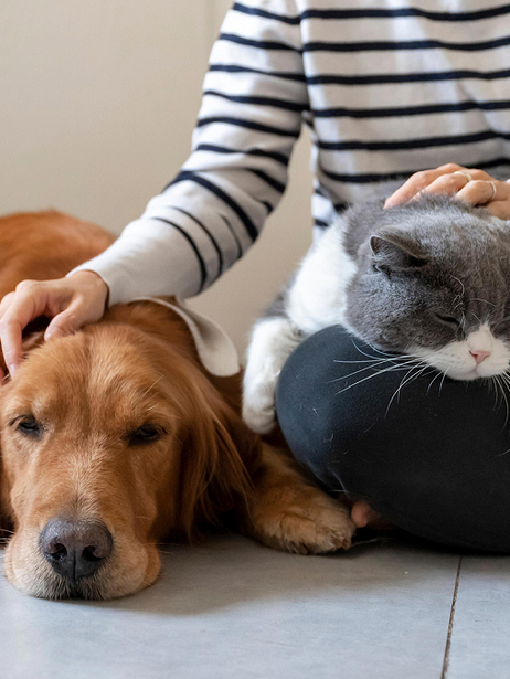 The Importance of Pet Sitting and How We Care at Nibbles & Yips, LLC