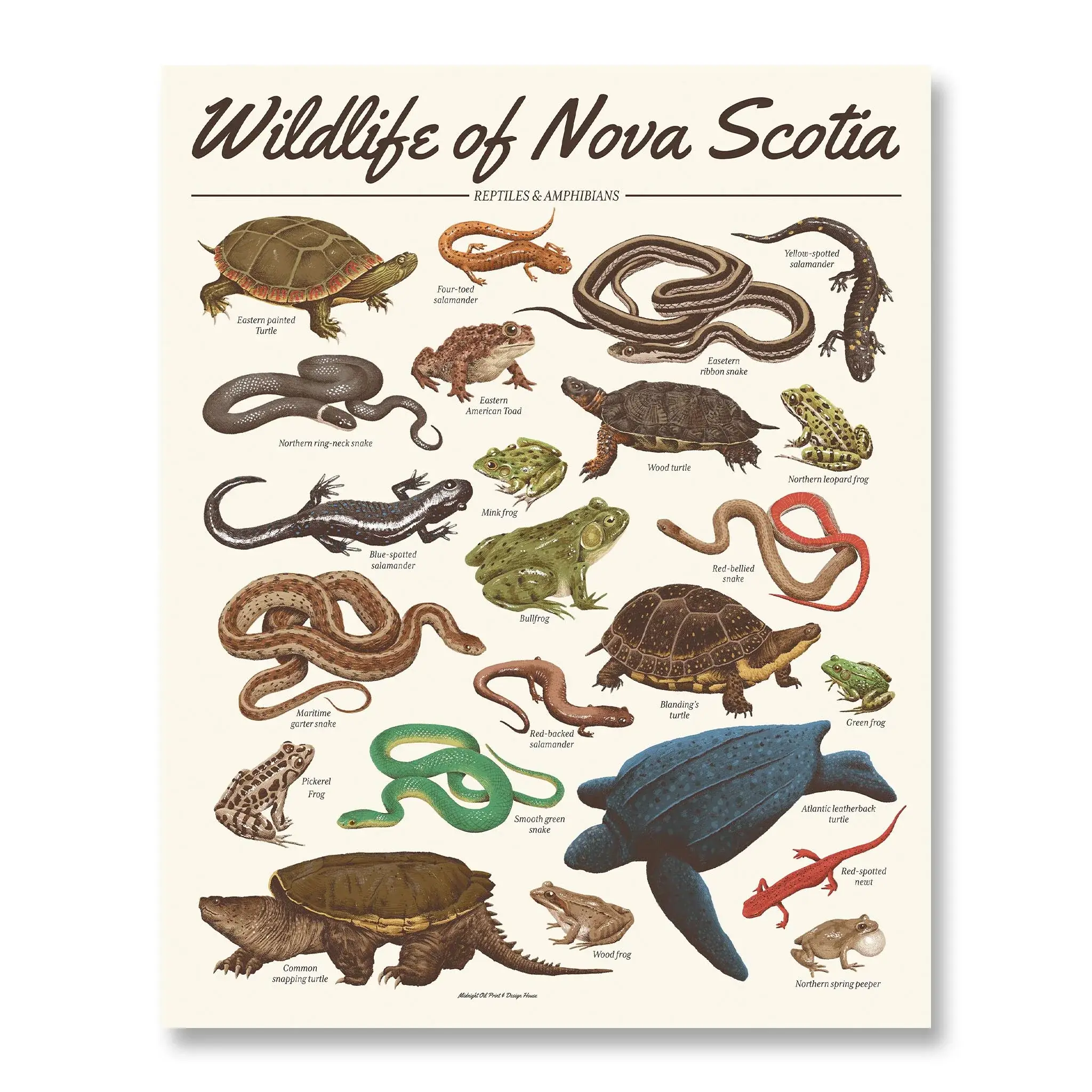 Reptiles Print | Wildlife of Nova Scotia | Midnight Oil Printing