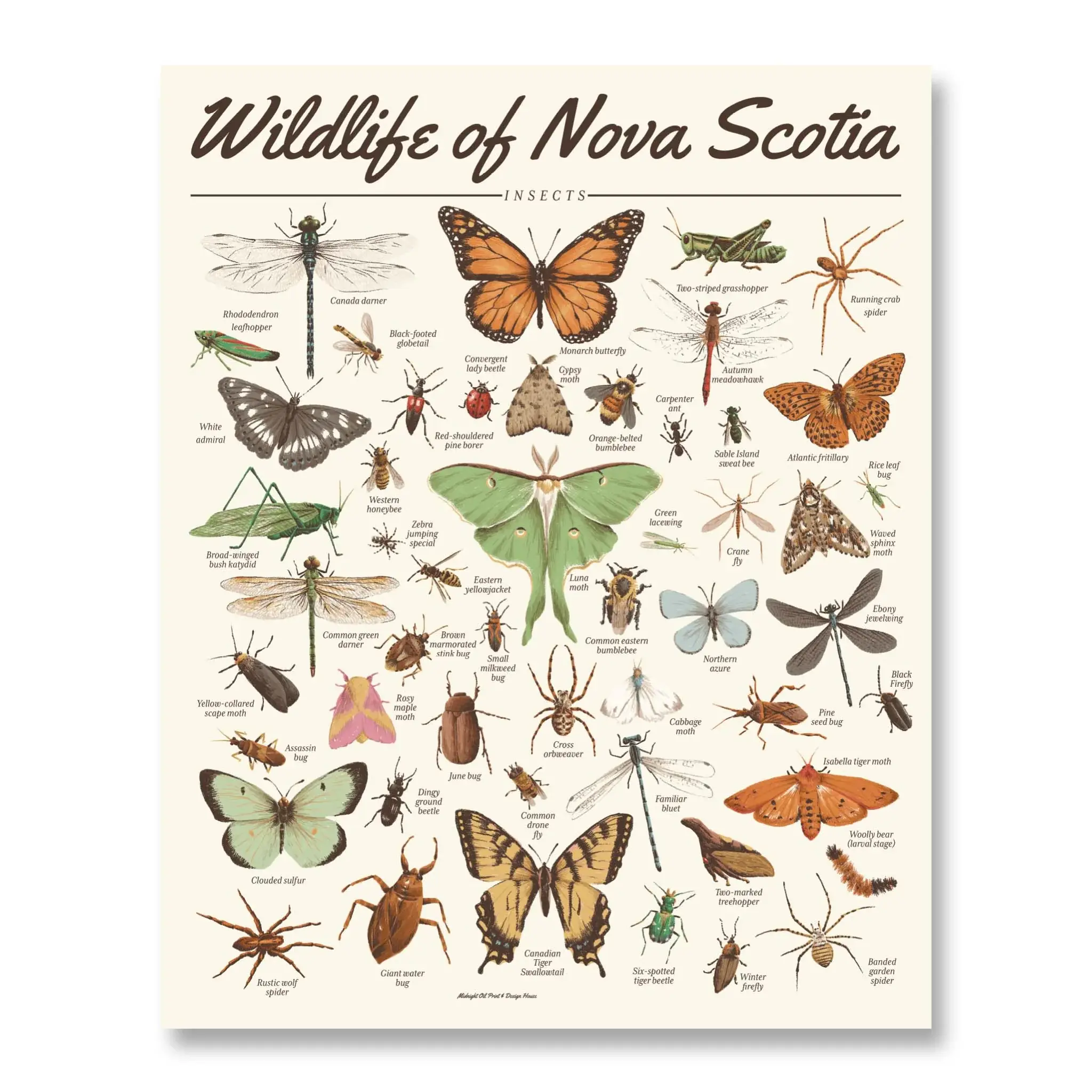 Insects Print | Wildlife of Nova Scotia | Midnight Oil Printing