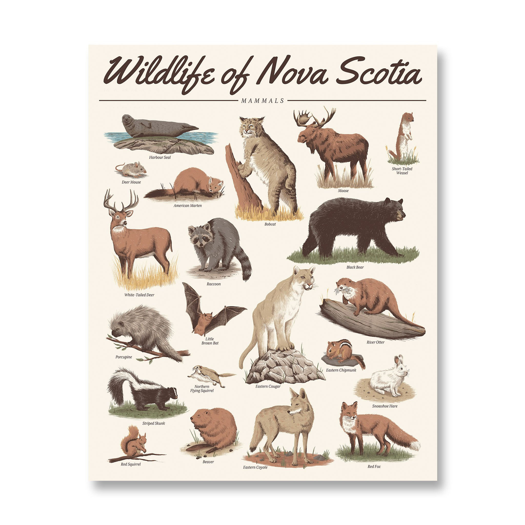 Mammals Print | Wildlife of Nova Scotia | Midnight Oil Printing